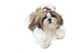 Very Pretty Shih Tzu Wall Decal