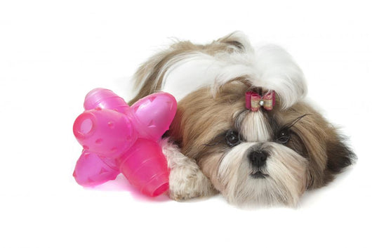 Shih Tzu Indifferent Front Wall Decal