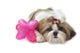 Shih Tzu Indifferent Front Wall Decal