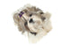 Portrait Shih Tzu Dog Wall Decal