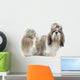 Beautiful Shih Tzu Is Wall Decal