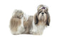 Beautiful Shih Tzu Is Wall Decal