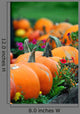 Line of Pumpkins in a Patch Wall Decal