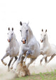 White Horses Dust Wall Decal