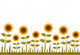 Sunflowers Border Wall Decal