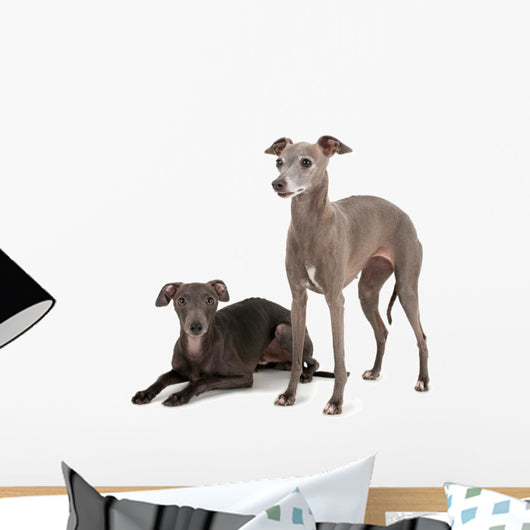 Two Italian Greyhounds Wall Decal