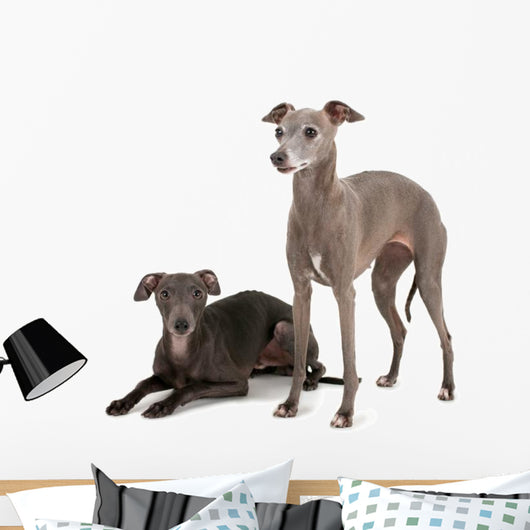 Two Italian Greyhounds Wall Decal