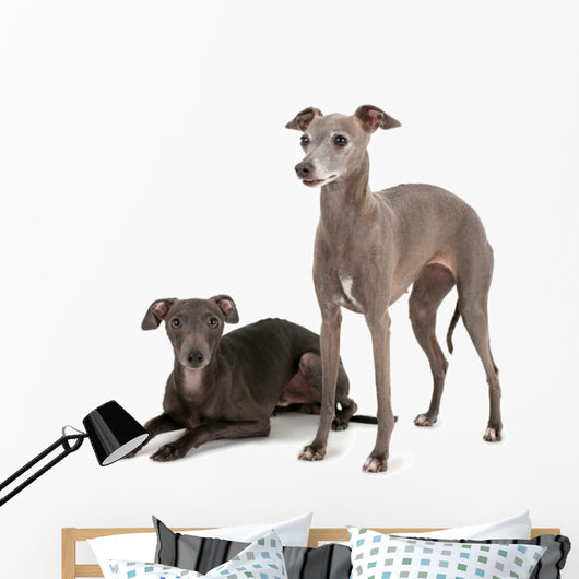 Two Italian Greyhounds Wall Decal