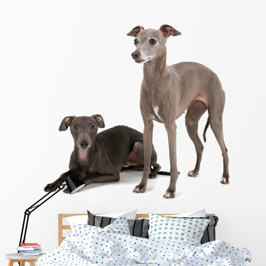 Two Italian Greyhounds Wall Decal
