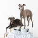 Two Italian Greyhounds Wall Decal