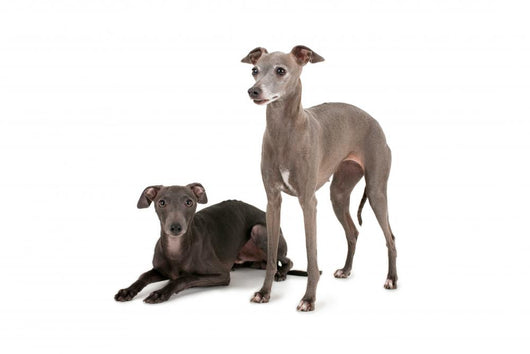Two Italian Greyhounds Wall Decal