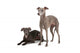 Two Italian Greyhounds Wall Decal