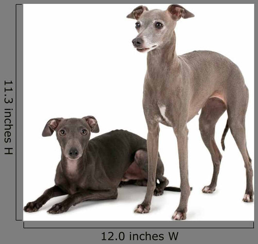 Two Italian Greyhounds Wall Decal
