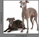 Two Italian Greyhounds Wall Decal
