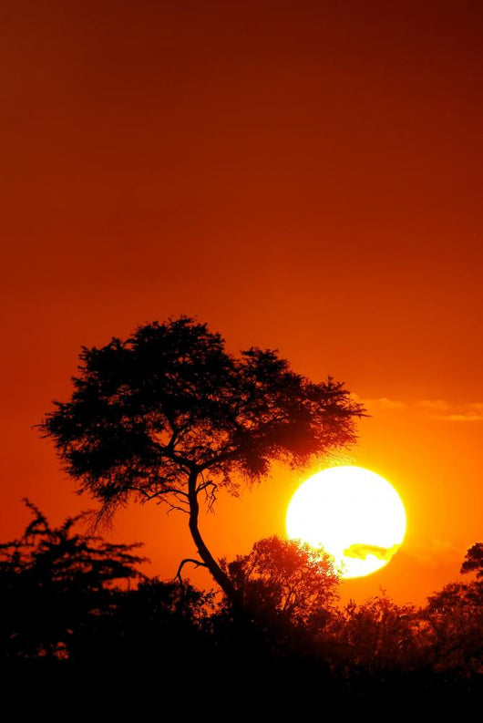 Sunset with Tree Silhouette Wall Decal
