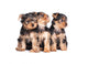 Cute Little Yorkshire Terrier Wall Decal