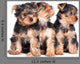Cute Little Yorkshire Terrier Wall Decal
