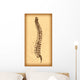 Human Spine Vector Wall Decal