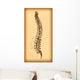 Human Spine Vector Wall Decal