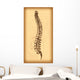 Human Spine Vector Wall Decal