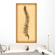 Human Spine Vector Wall Decal
