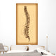 Human Spine Vector Wall Decal