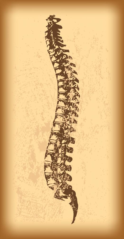 Human Spine Vector Wall Decal