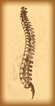 Human Spine Vector Wall Decal