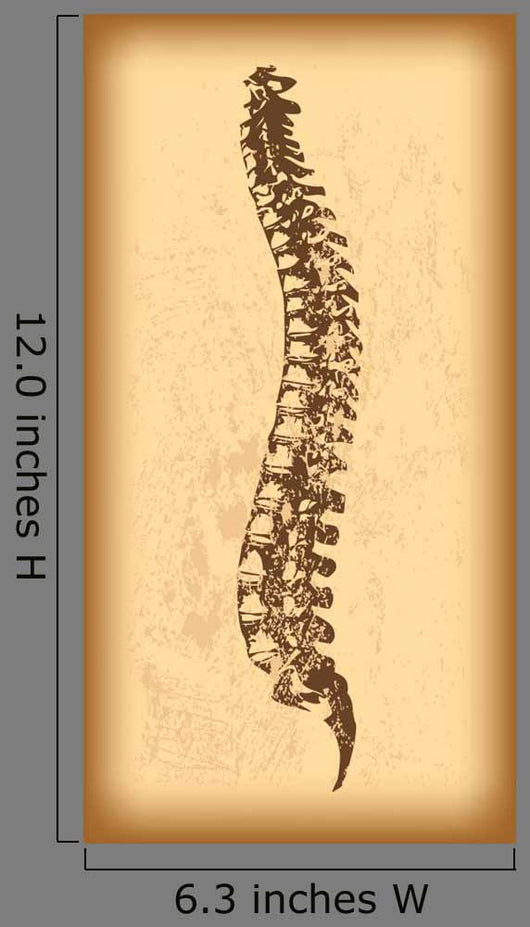 Human Spine Vector Wall Decal