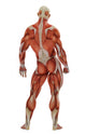 Muscle Man Back Side Wall Decal