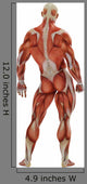 Muscle Man Back Side Wall Decal