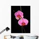 Two Pink Orchids Wall Decal