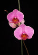Two Pink Orchids Wall Decal