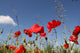 Flowers Field Wall Decal
