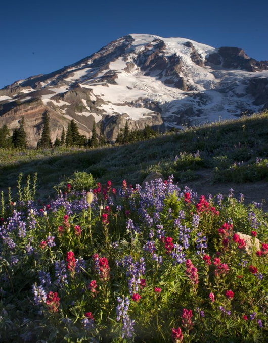 Mt Rainier and Wildflowers Wall Decal