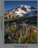 Mt Rainier and Wildflowers Wall Decal
