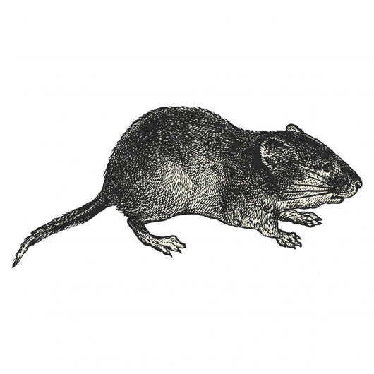 Vole Wall Decal