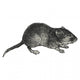 Vole Wall Decal