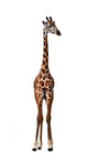 Long Neck Giraffe White Wall Decal