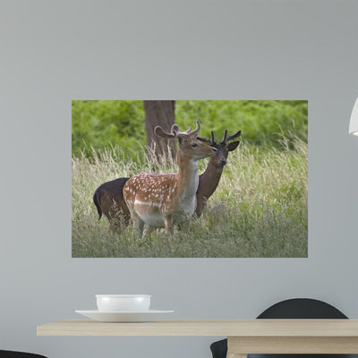 Fallow Deer Wall Decal shown on a wall