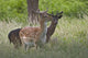 Fallow Deer Wall Decal