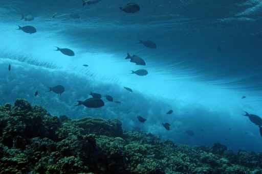 Reef under Waves Wall Decal