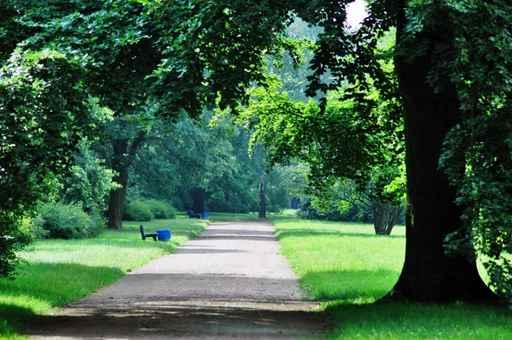 Path Through a Green Forest Wall Decal