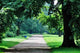 Path Through a Green Forest Wall Decal