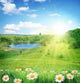 Summer Chamomile Wall Decal