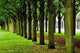 Baumreihe Wall Decal