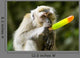 Monkey Eating Ice Cream Wall Decal