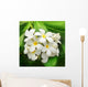 Branch Tropical Flowers Frangipani Wall Decal