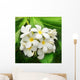 Branch Tropical Flowers Frangipani Wall Decal