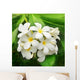 Branch Tropical Flowers Frangipani Wall Decal